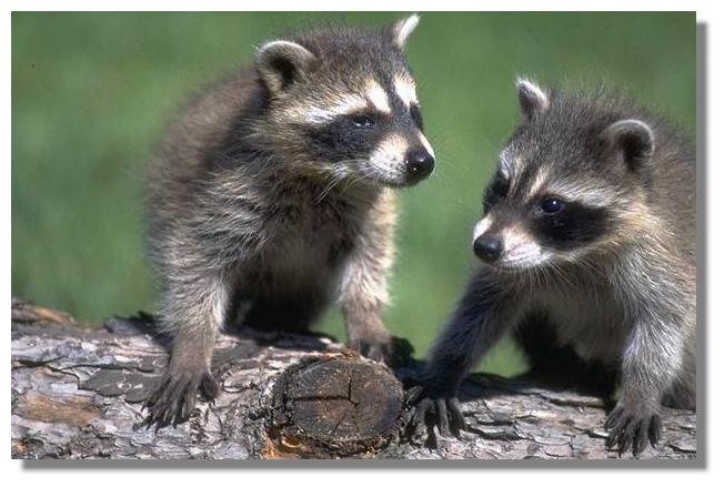 Raccoons